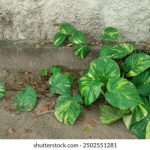 欧美绳艺139绳艺网 8k90qac