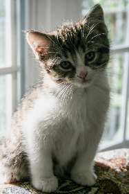 茶杯狐官方官网